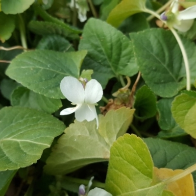 Viola odorata (Sweet Violet, Common Violet) at Isaacs, ACT - 14 Sep 2017 by Mike