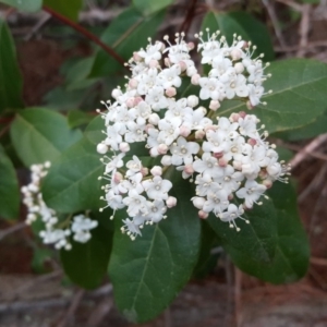 Viburnum tinus at Isaacs Ridge - 14 Sep 2017 05:30 PM