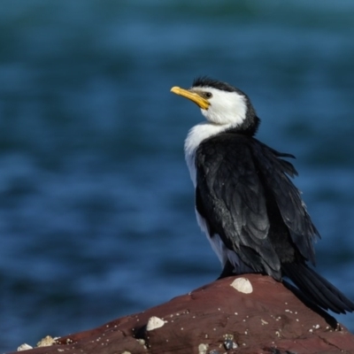 Microcarbo melanoleucos (Little Pied Cormorant) at Bar Beach, Merimbula - 14 Sep 2017 by Leo