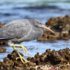 Egretta sacra (Eastern Reef Egret) at Bar Beach, Merimbula - 13 Sep 2017 by Leo