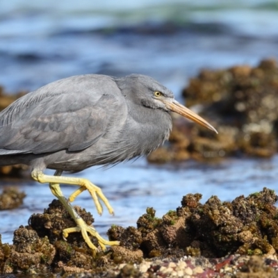 Egretta sacra (Eastern Reef Egret) at Bar Beach, Merimbula - 13 Sep 2017 by Leo