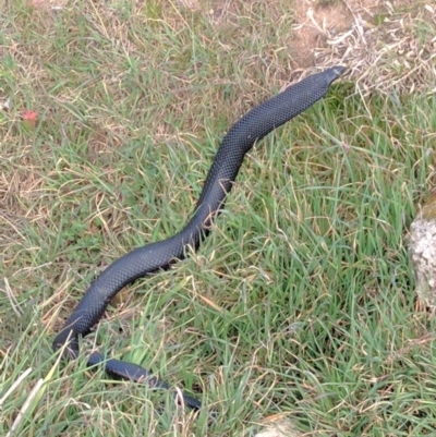 Pseudechis porphyriacus (Red-bellied Black Snake) at McQuoids Hill - 13 Sep 2017 by HelenCross