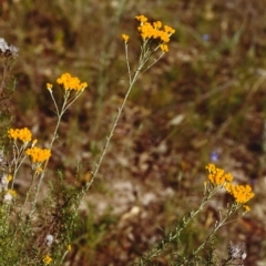 Chrysocephalum semipapposum (Clustered Everlasting) at Tuggeranong Hill - 30 Nov 1999 by michaelb