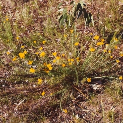 Chrysocephalum semipapposum (Clustered Everlasting) at Conder, ACT - 30 Nov 1999 by michaelb