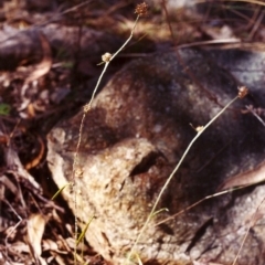 Euchiton japonicus (Creeping Cudweed) at Conder, ACT - 3 Mar 2000 by michaelb