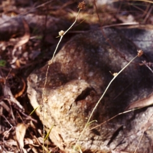 Euchiton japonicus at Conder, ACT - 4 Mar 2000