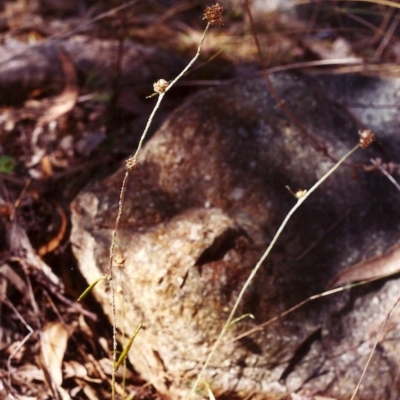 Euchiton japonicus (Creeping Cudweed) at Conder, ACT - 4 Mar 2000 by MichaelBedingfield