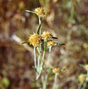 Euchiton sphaericus at Conder, ACT - 15 Feb 2000