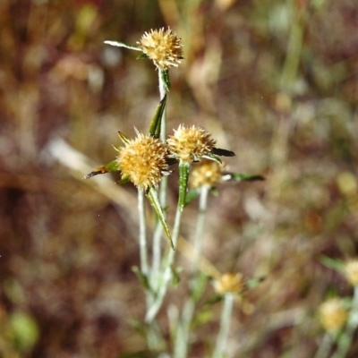 Euchiton sphaericus (Star Cudweed) at Tuggeranong Hill - 14 Feb 2000 by michaelb