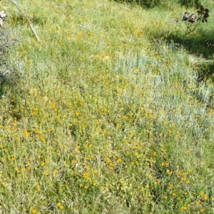 Leptorhynchos squamatus at Conder, ACT - 10 Nov 1999