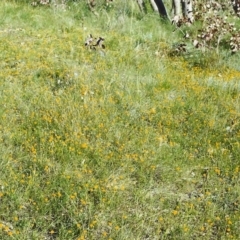 Leptorhynchos squamatus at Conder, ACT - 10 Nov 1999