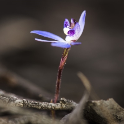 Cyanicula caerulea (Blue Fingers, Blue Fairies) at Bruce, ACT - 14 Sep 2017 by GlenRyan