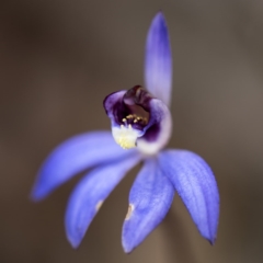 Cyanicula caerulea at Bruce, ACT - 14 Sep 2017