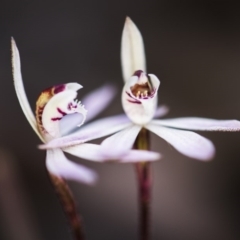 Caladenia fuscata (Dusky Fingers) at Bruce, ACT - 14 Sep 2017 by GlenRyan