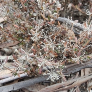 Pomax umbellata at Canberra Central, ACT - 15 Sep 2017