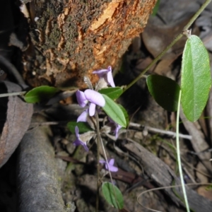 Hovea heterophylla at O'Connor, ACT - 14 Sep 2017 02:35 PM