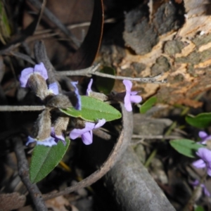 Hovea heterophylla at O'Connor, ACT - 14 Sep 2017 02:35 PM