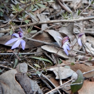 Cyanicula caerulea at Point 3852 - suppressed