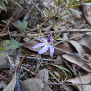 Cyanicula caerulea at Point 3852 - suppressed