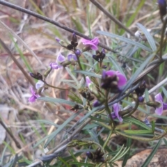 Glycine clandestina at Kambah, ACT - 15 Sep 2017 01:52 PM