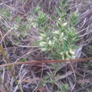 Melichrus urceolatus at Kambah, ACT - 15 Sep 2017