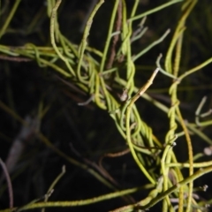 Cassytha sp. (Dodder) at Point 5811 - 22 Jul 2017 by JanetRussell