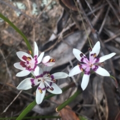 Wurmbea dioica subsp. dioica (Early Nancy) at Mount Taylor - 15 Sep 2017 by George