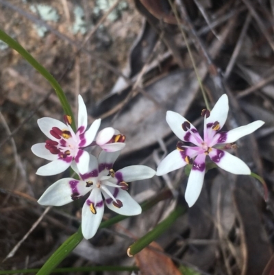 Wurmbea dioica subsp. dioica (Early Nancy) at Mount Taylor - 15 Sep 2017 by George