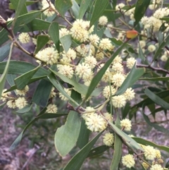 Acacia melanoxylon (Blackwood) at Mount Taylor - 15 Sep 2017 by George