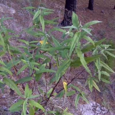 Olearia lirata (Snowy Daisybush) at Isaacs Ridge - 6 Oct 2017 by Mike