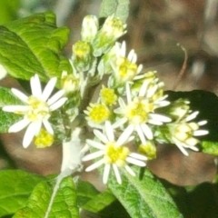 Olearia lirata at Isaacs, ACT - 6 Oct 2017 11:12 AM