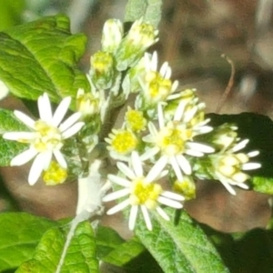 Olearia lirata at Isaacs, ACT - 6 Oct 2017 11:12 AM