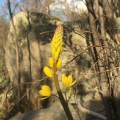 Bulbine glauca (Rock Lily) at Chifley, ACT - 15 Sep 2017 by George