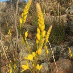 Bulbine glauca at Chifley, ACT - 15 Sep 2017