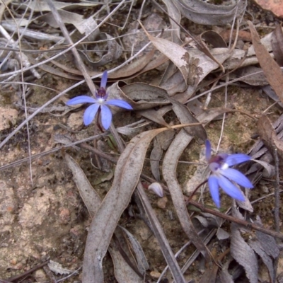 Cyanicula caerulea (Blue Fingers, Blue Fairies) at Bruce, ACT - 15 Sep 2017 by Mike