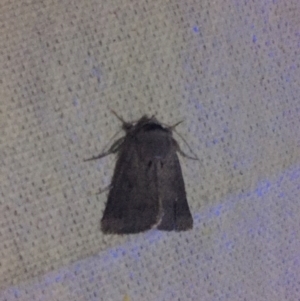 Pantydia (genus) at O'Connor, ACT - 12 Sep 2017 11:26 PM