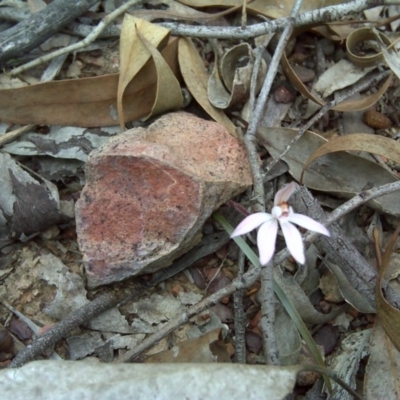 Caladenia fuscata (Dusky Fingers) at Canberra Central, ACT - 15 Sep 2017 by Mike