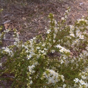 Olearia microphylla at Bruce, ACT - 15 Sep 2017 11:32 AM