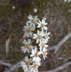 Olearia microphylla at Bruce, ACT - 15 Sep 2017