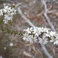 Olearia microphylla at Bruce, ACT - 15 Sep 2017 11:32 AM