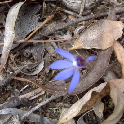 Cyanicula caerulea (Blue Fingers, Blue Fairies) at Point 80 - 15 Sep 2017 by Mike