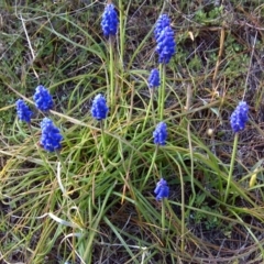 Muscari armeniacum (Grape Hyacinth) at Isaacs, ACT - 14 Sep 2017 by Mike