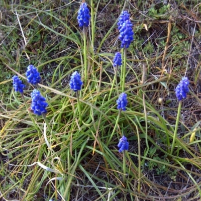 Muscari armeniacum (Grape Hyacinth) at Isaacs, ACT - 14 Sep 2017 by Mike