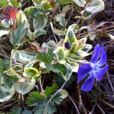 Vinca major (Blue Periwinkle) at Isaacs, ACT - 14 Sep 2017 by Mike