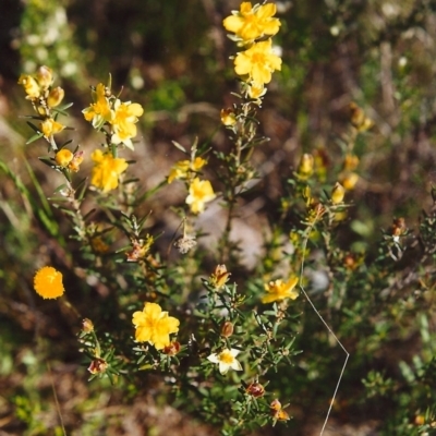 Hibbertia calycina (Lesser Guinea-flower) at Tuggeranong Hill - 16 Oct 1999 by michaelb