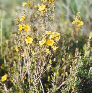 Hibbertia calycina at Conder, ACT - 17 Oct 1999