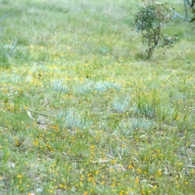 Leptorhynchos squamatus (Scaly Buttons) at Conder, ACT - 8 Nov 1999 by michaelb