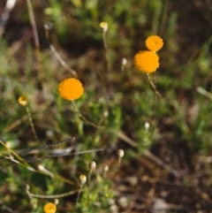 Leptorhynchos squamatus (Scaly Buttons) at Tuggeranong Hill - 17 Oct 1999 by michaelb