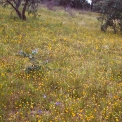 Leptorhynchos squamatus (Scaly Buttons) at Conder, ACT - 19 Nov 1999 by michaelb