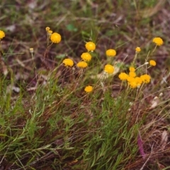 Leptorhynchos squamatus (Scaly Buttons) at Conder, ACT - 16 Nov 2000 by michaelb